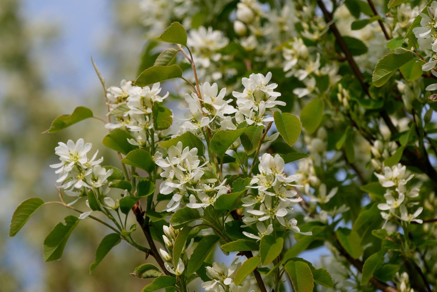 Medlieva alksnialapė (Amelanchier alnifolia) 'Obelisk'