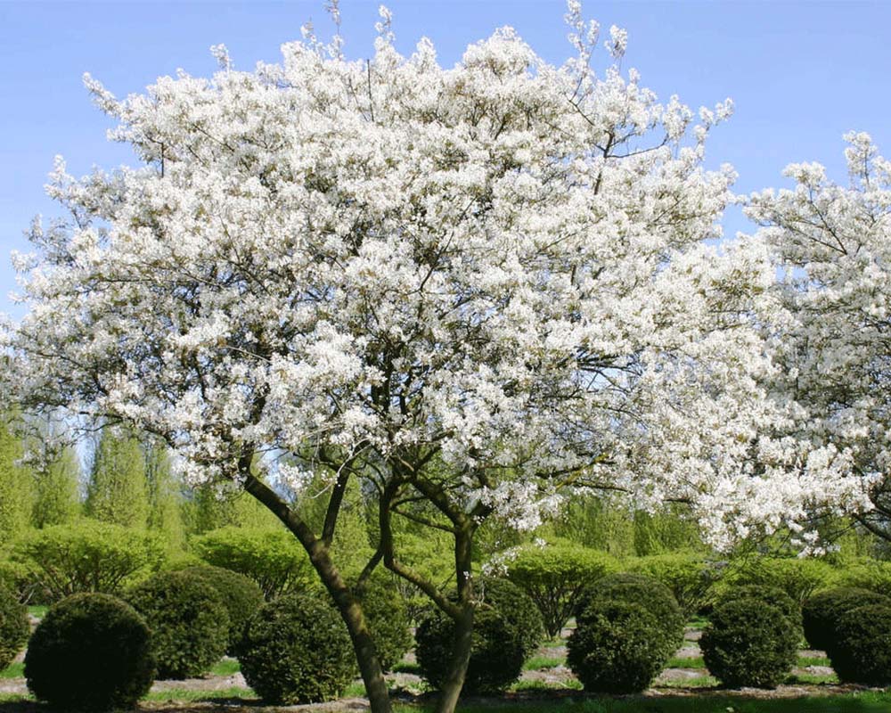 Medlieva lamarko (Amelanchier lamarckii)
