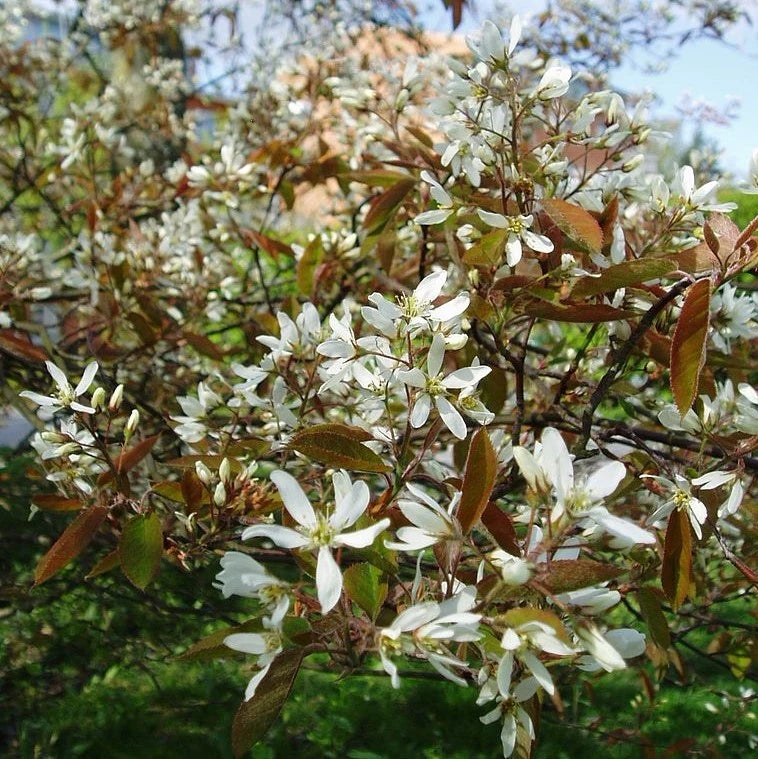 Medlieva lamarko (Amelanchier lamarckii)