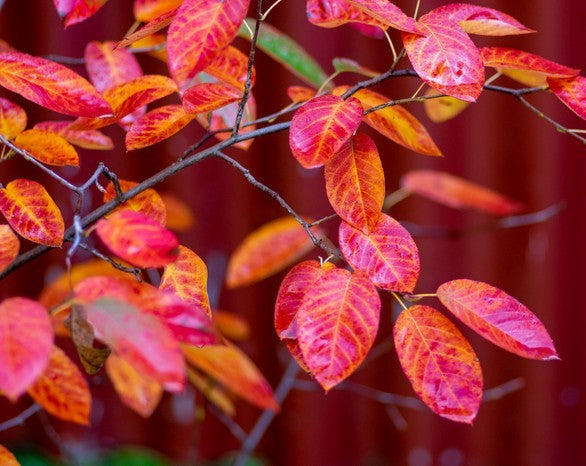 Medlieva lamarko (Amelanchier lamarckii)