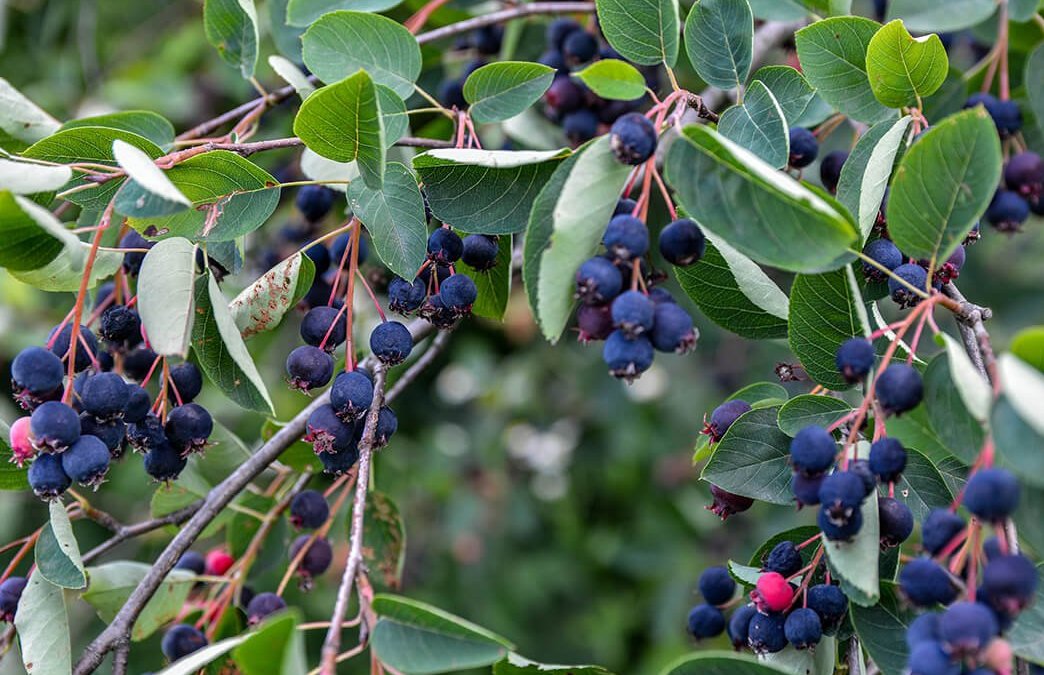 Medlieva lamarko (Amelanchier lamarckii)