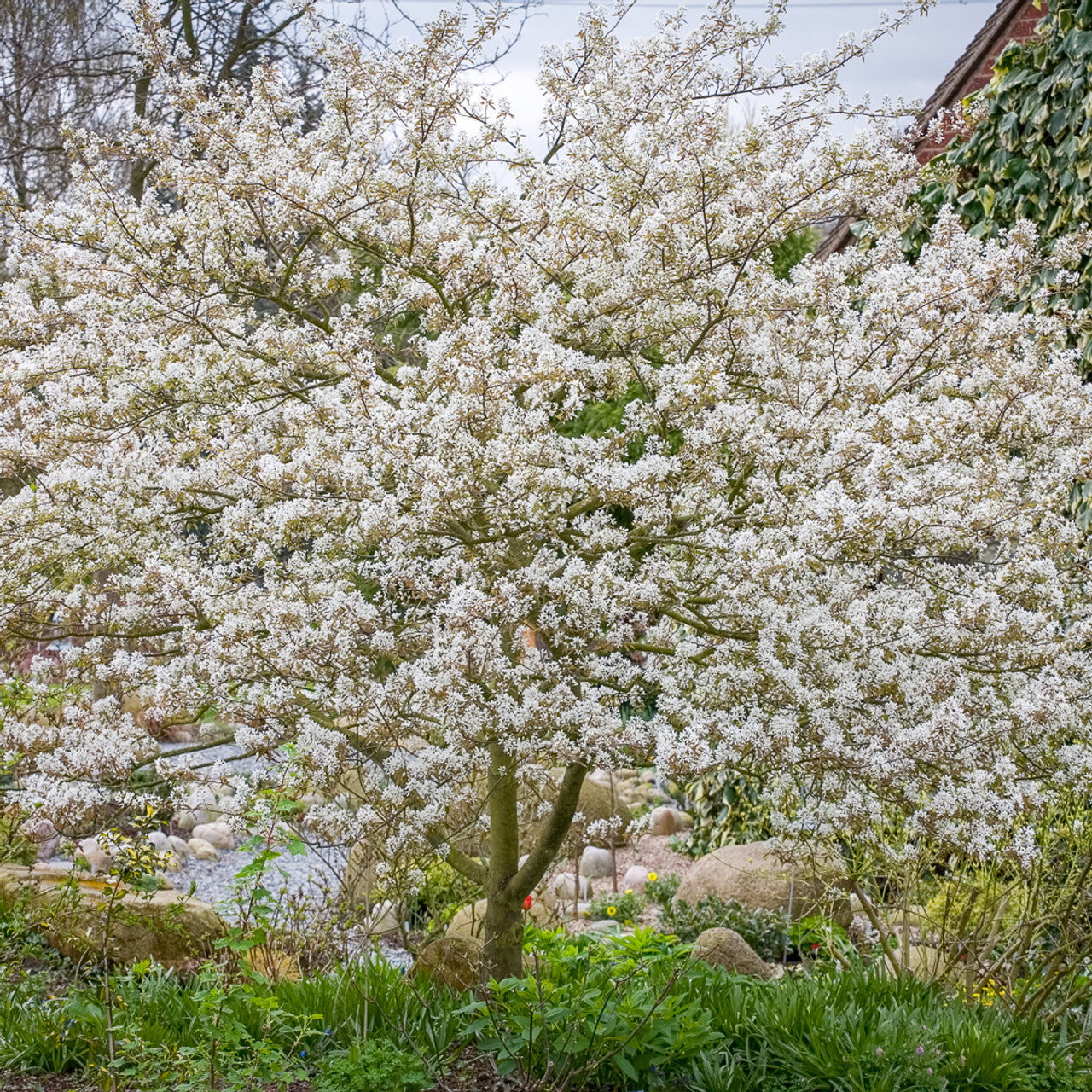 Medlieva lamarko (Amelanchier lamarckii) ‘Prince William’