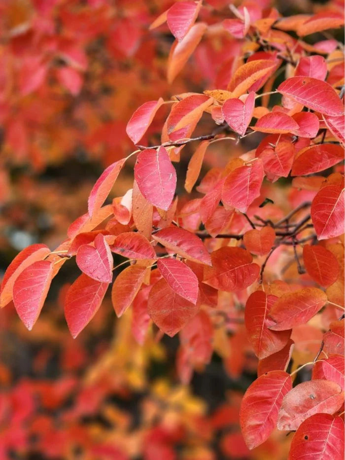 Medlieva lamarko (Amelanchier lamarckii) ‘Prince William’