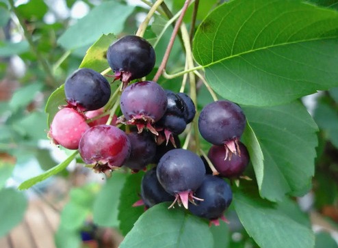 Medlieva lamarko (Amelanchier lamarckii) ‘Prince William’