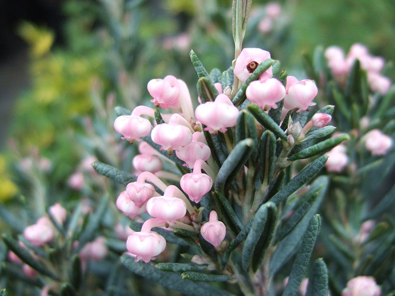 Balžuva siauralapė (Andromeda polifolia) 'Blue Lagoon'