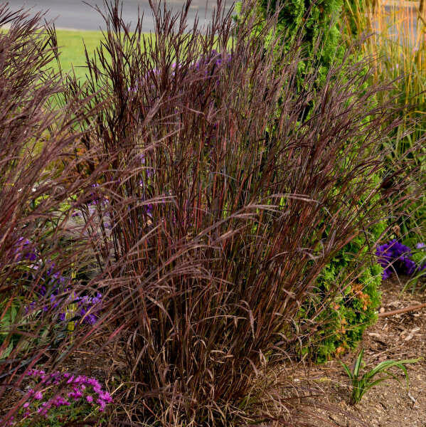 Mėlynstiebė didžioji (Andropogon gerardii) 'Blackhawks'