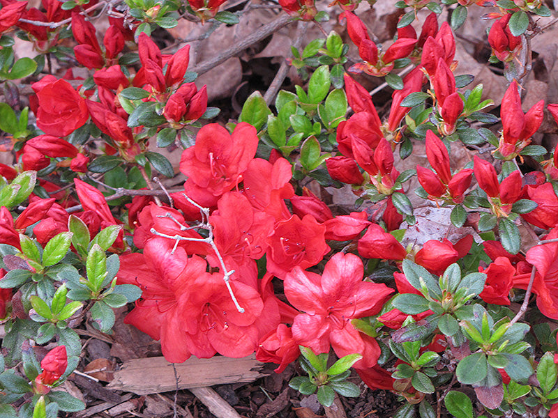 Azalija (Azalea) 'Fireball'