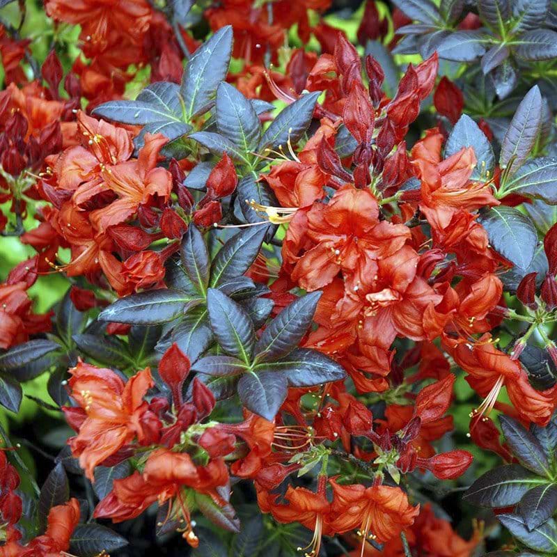 Azalija (Azalea) 'Fireball'