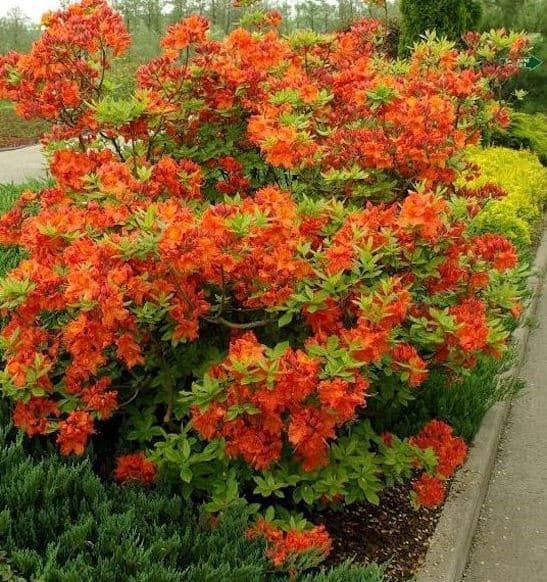 Azalija (Azalea) 'Gibraltar'