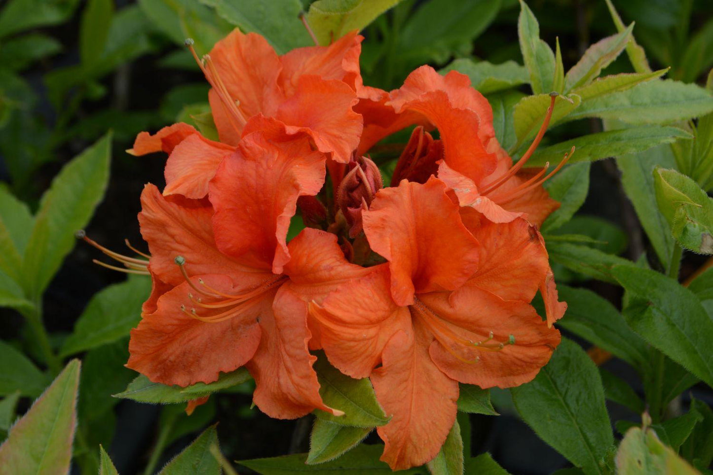Azalija (Azalea) 'Gibraltar'