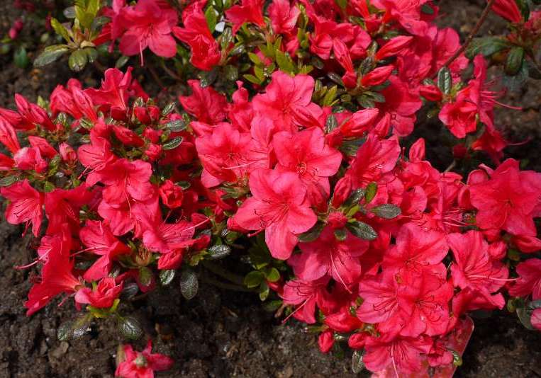 Azalija japoninė (Azalea japonica) 'Allotria'