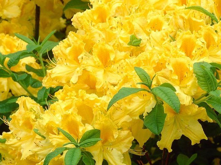 Azalija japoninė (Azalea japonica) 'Anneke'