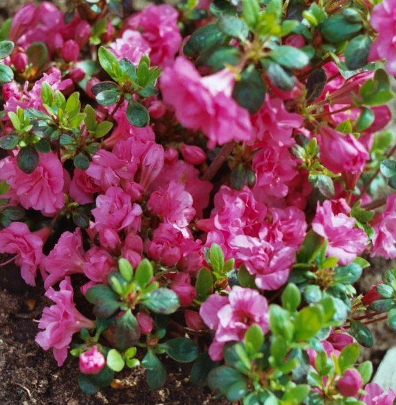 Azalija japoninė (Azalea japonica) 'Babuschka'