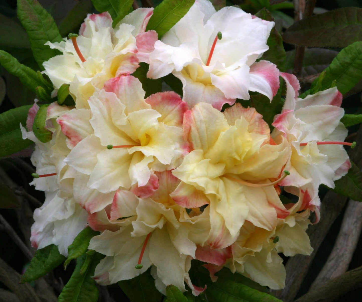 Azalija japoninė (Azalea japonica) 'Cannon's Double'