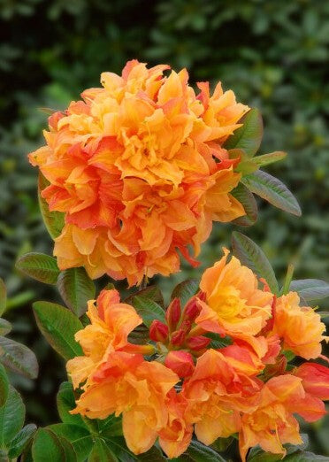 Azalija japoninė (Azalea japonica) 'Csardas'