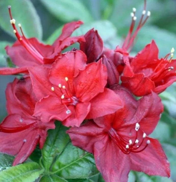 Azalija japoninė (Azalea japonica) 'Doloroso'