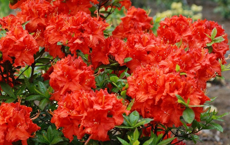 Azalija (Azalea) 'Gibraltar'