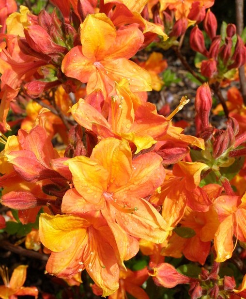 Azalija japoninė (Azalea japonica) 'Glowing Embers'