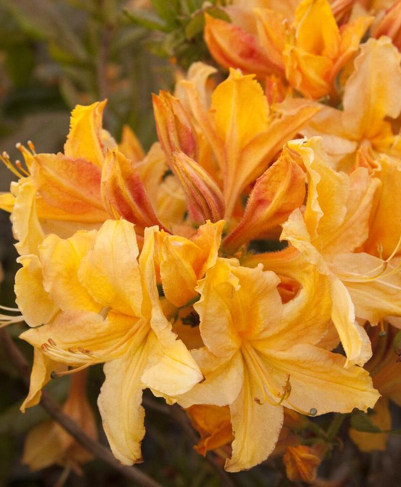 Azalija japoninė (Azalea japonica) 'Golden Lights'