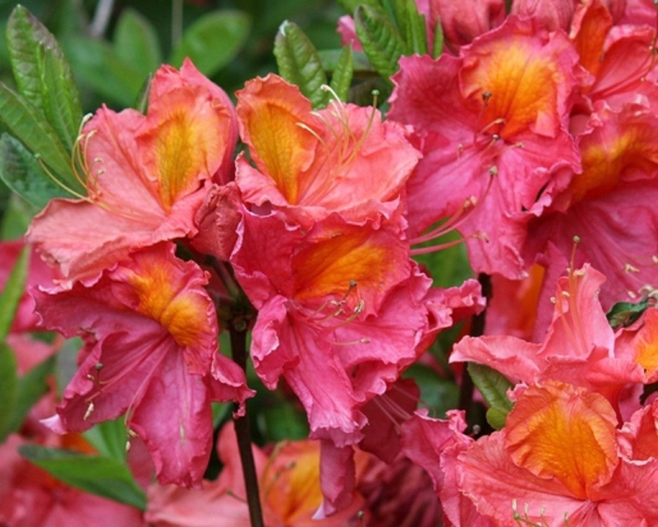 Azalija japoninė (Azalea japonica) 'Juanita'