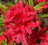 Azalija japoninė (Azalea japonica) 'Karminduft'
