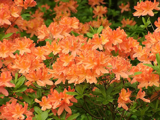 Azalija japoninė (Azalea japonica) 'Mandarin Lights'