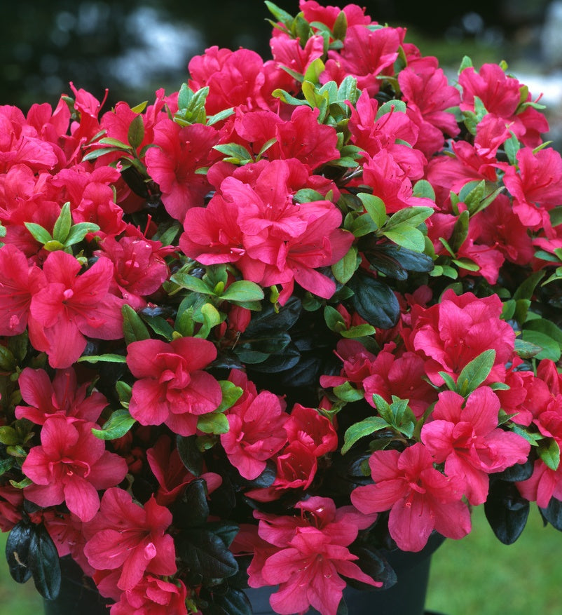 Azalija japoninė (Azalea japonica) 'Maruschka'