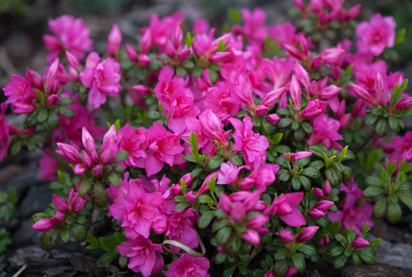 Azalija japoninė (Azalea japonica) 'Melina'