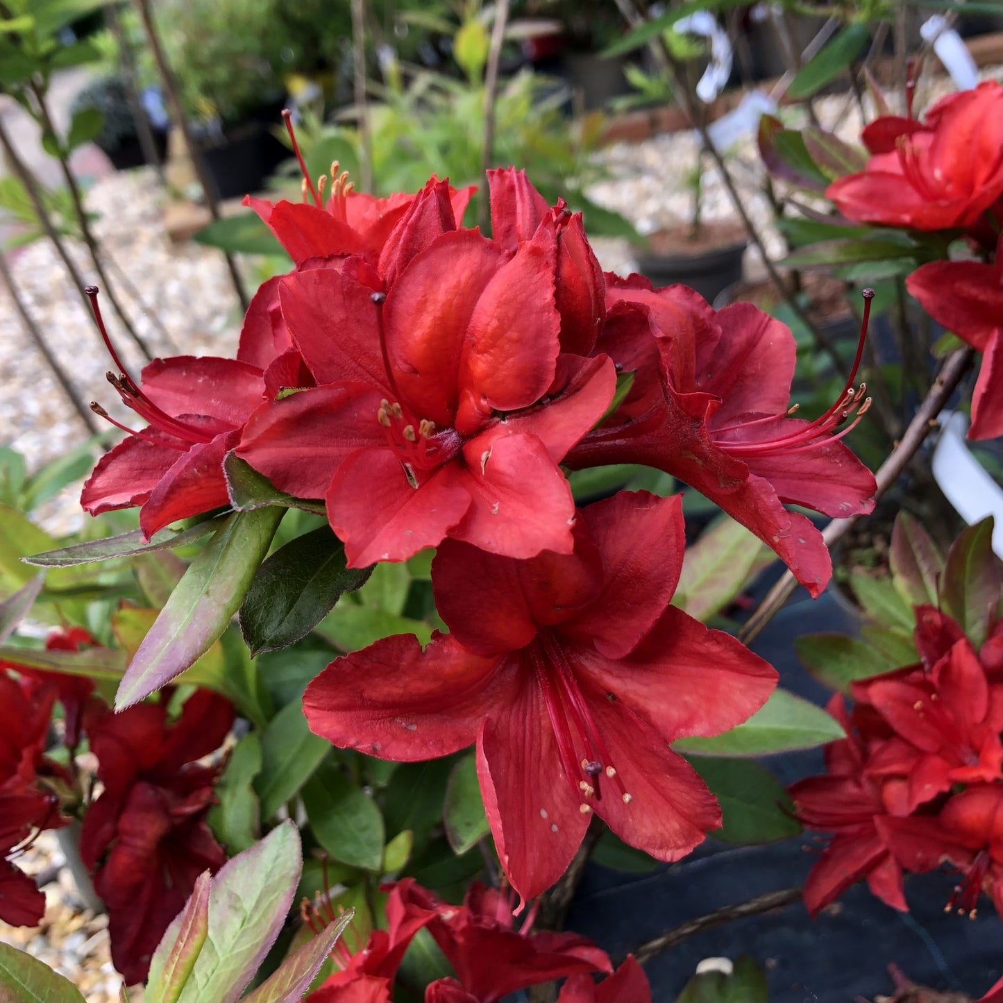 Azalija (Azalea) 'Nabucco'