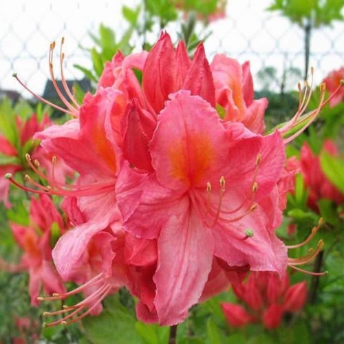 Azalija (Azalea) 'Sarina'