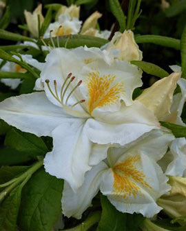 Azalija (Azalea) 'Schneegold'