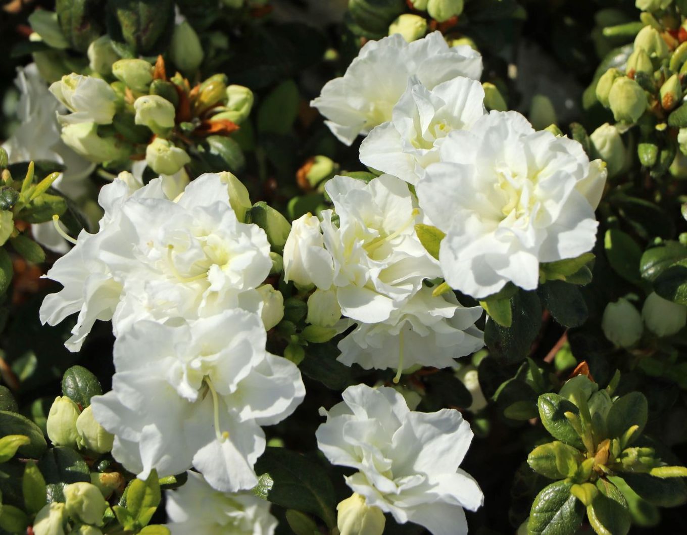 Azalija japoninė (Azalea japonica) 'Schneeperle'