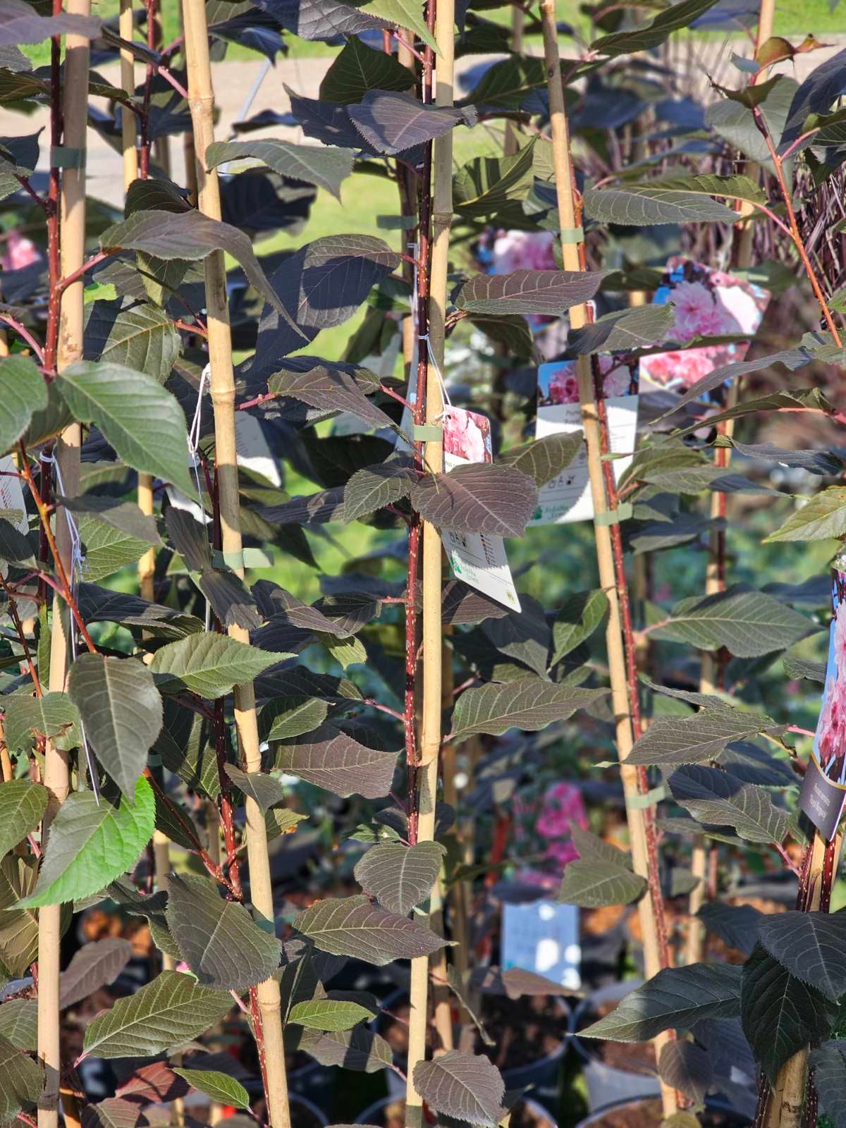 Vyšnia smailiadantė (Prunus serrulata) 'Royal Burgundy'