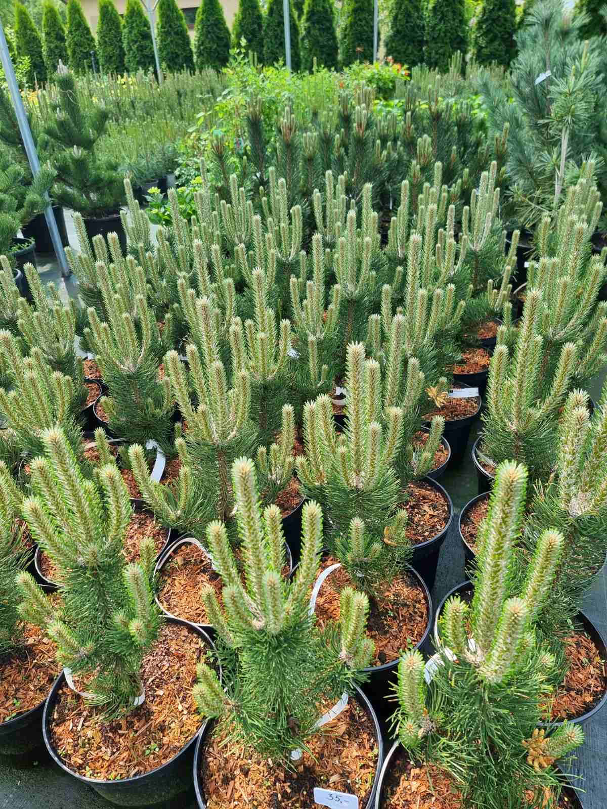 Pušis juodoji (Pinus nigra) 'Oregon Green'
