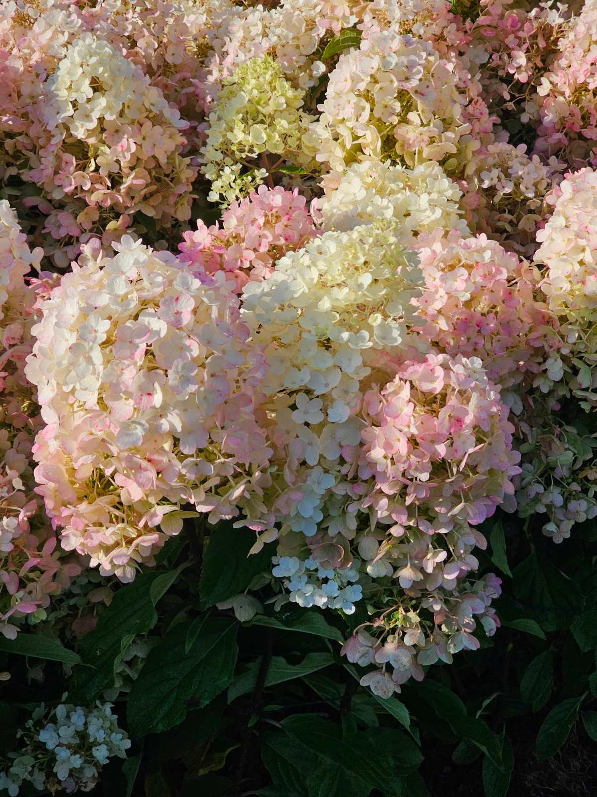 Hortenzija šluotelinė (Hydrangea paniculata) Living 'Little Blossom'