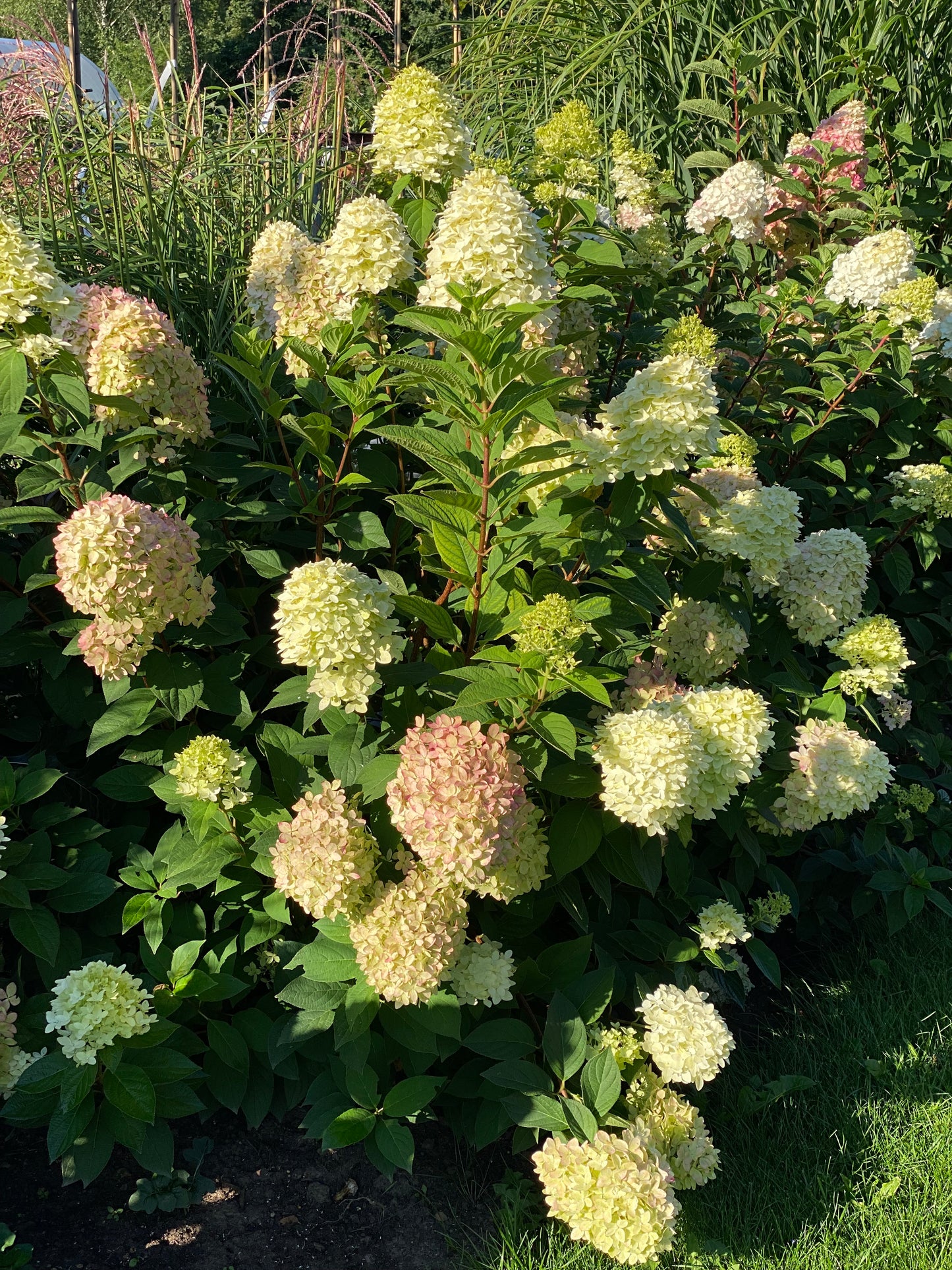 Hortenzija šluotelinė (Hydrangea paniculata) 'Magical Candle'