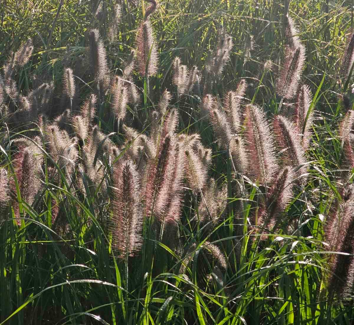 Soruolė pašiaušėlinė (Pennisetum alopecuroides) 'Black Beauty'