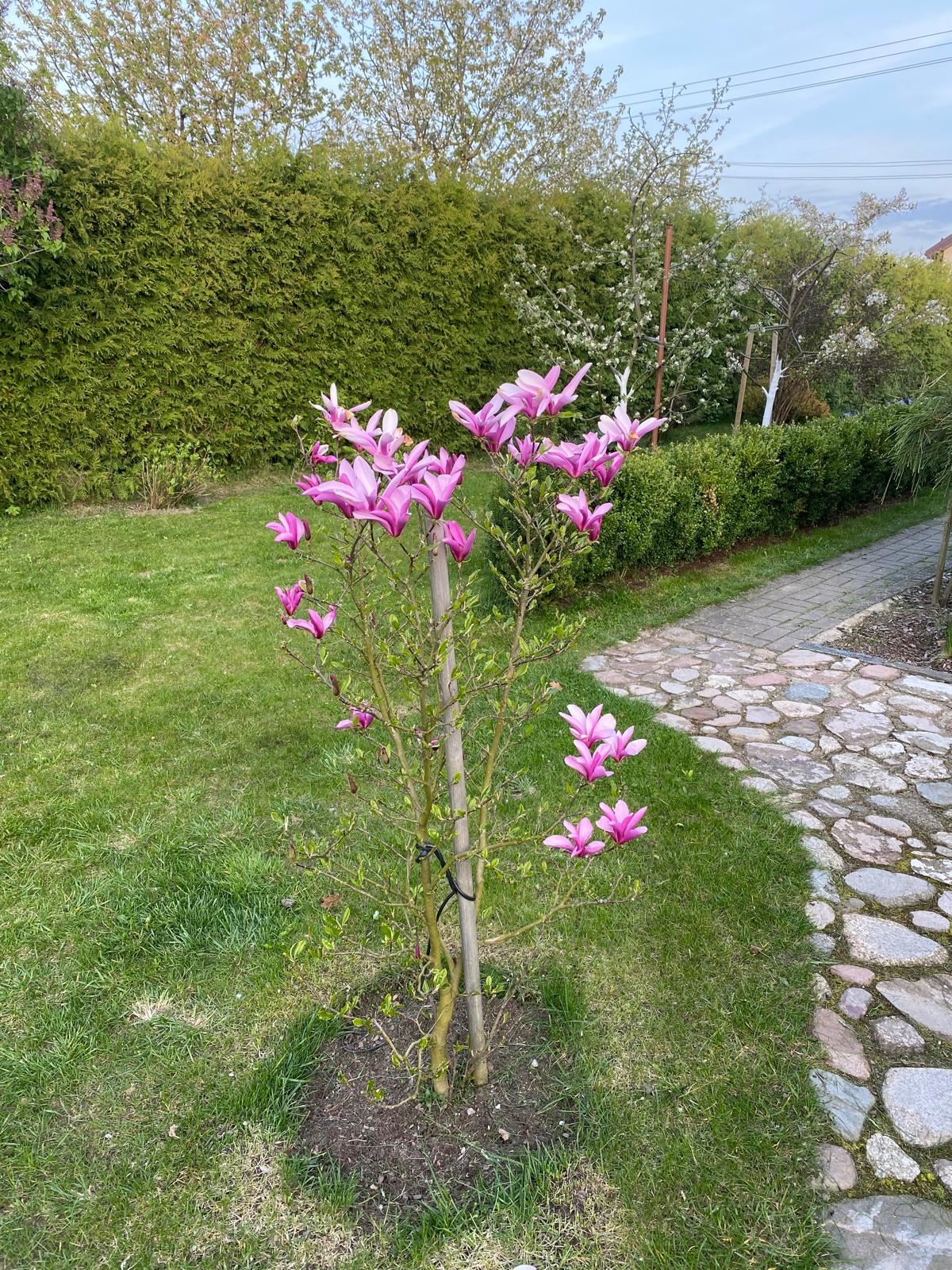 Magnolija sulanžo (Magnolia soulangeana) 'Susan'