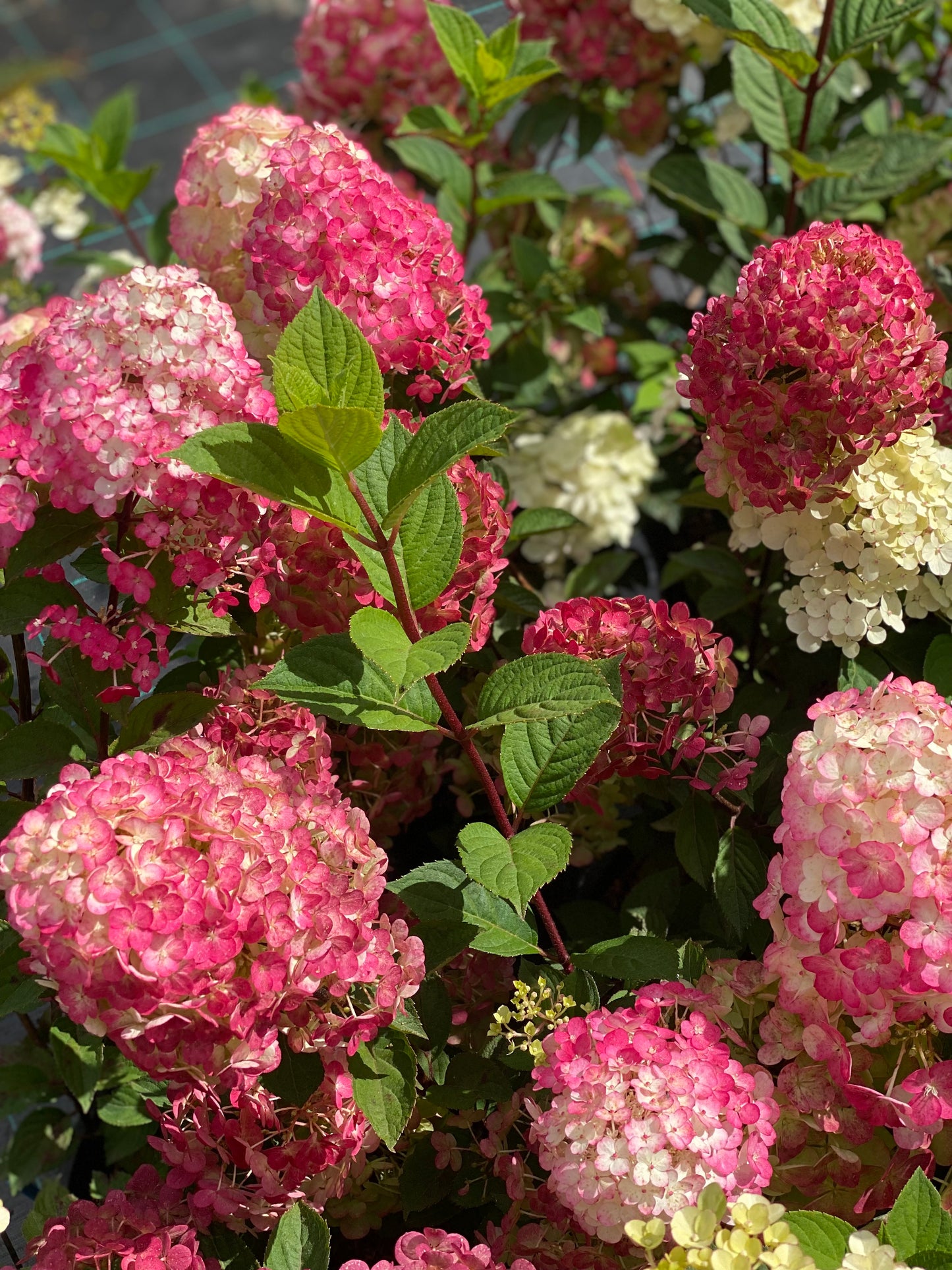 Hortenzija šluotelinė (Hydrangea paniculata) Framboisine 'Rensam' (SAMARSKAYA LIDIJA)