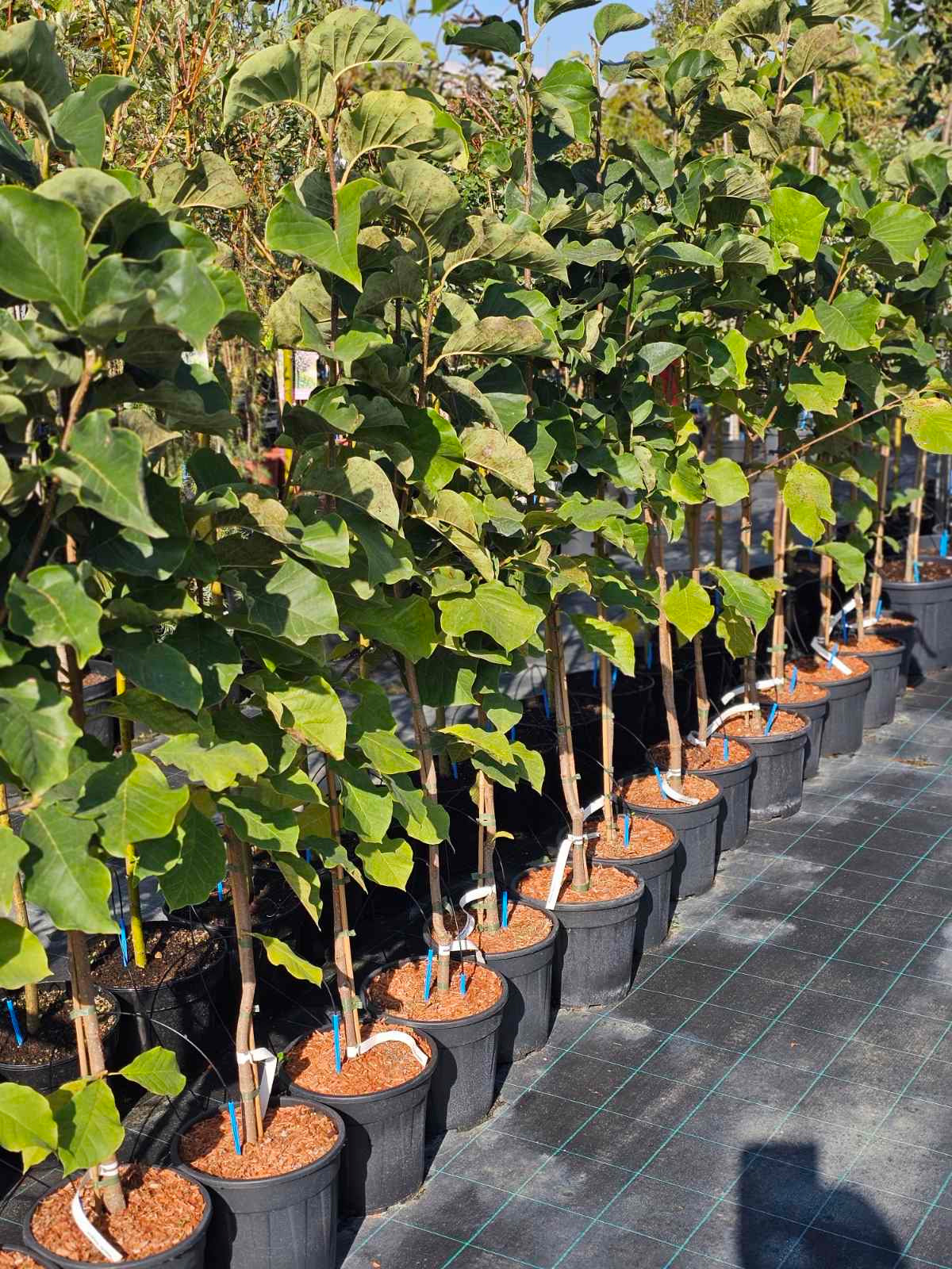 Magnolija (Magnolia) 'Sunsation'