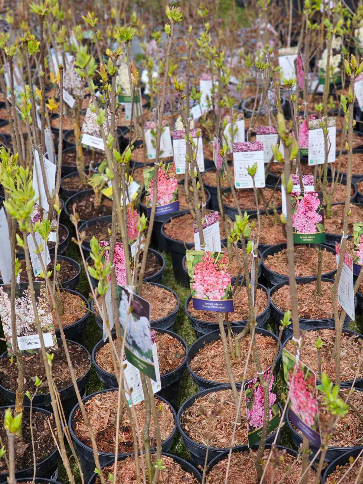 Alyva paprastoji (Syringa vulgaris) 'Prince Wolkonsky'