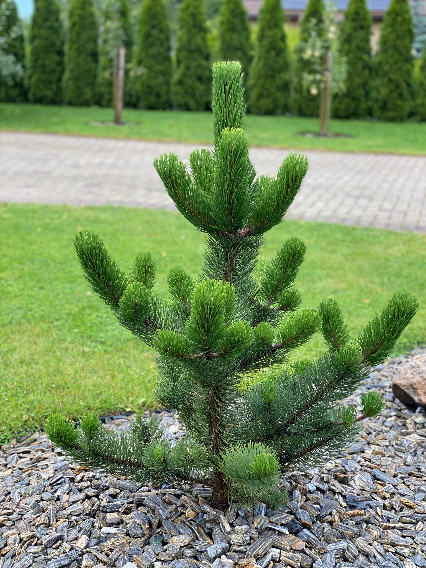 Pušis juodoji (Pinus nigra) 'Oregon Green'