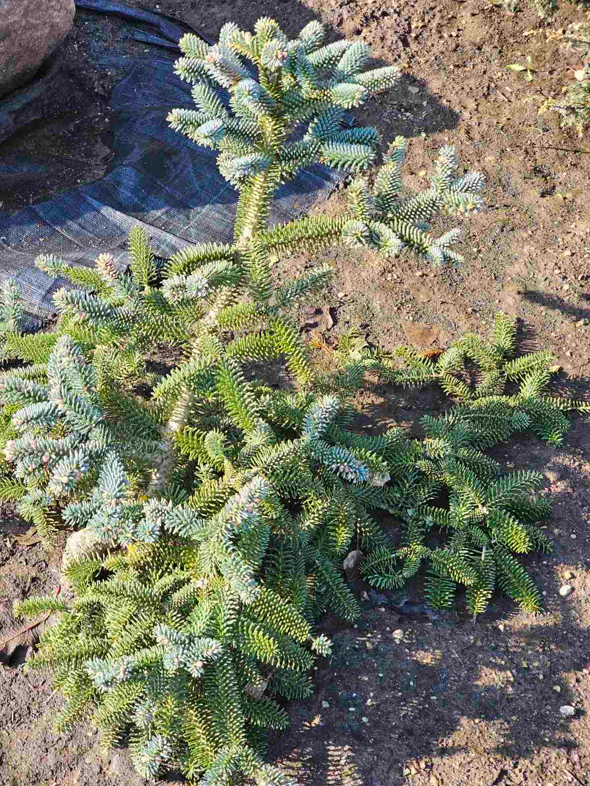 Kėnis ispaninis (Abies pinsapo) 'Kelleriis'