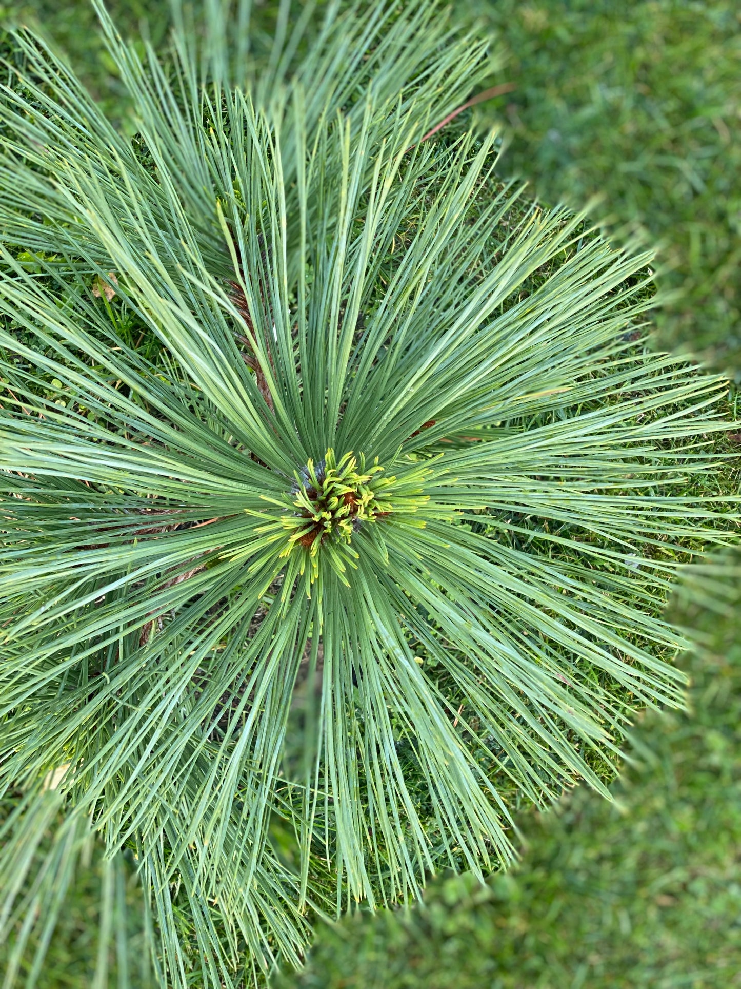 Pušis žefrėjaus (Pinus jeffreyi) 'Joppi'