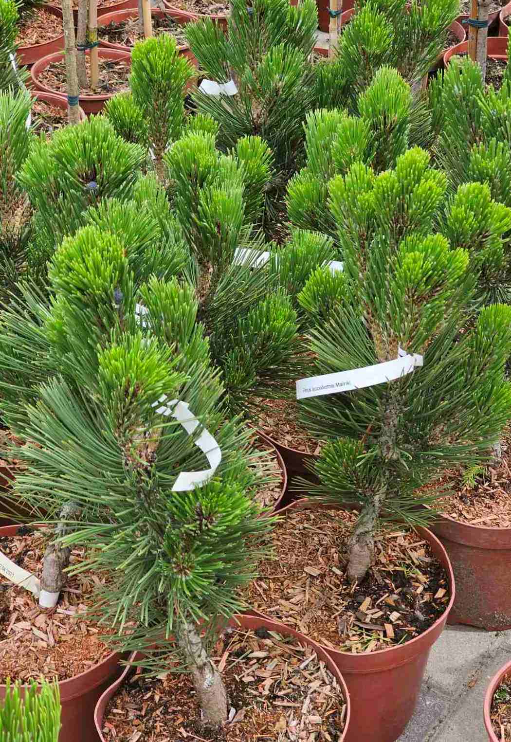 Pušis baltažievė (Pinus leucodermis) 'Malinki'