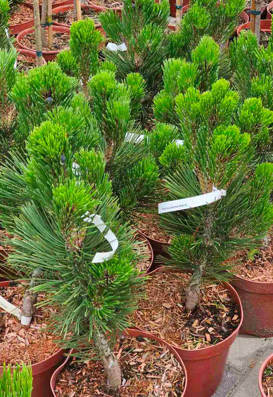 Baltažievė pušis (Pinus leucodermis) 'Malinki'