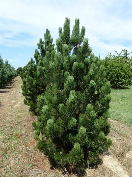 Baltažievė pušis (Pinus leucodermis) 'Satellit'