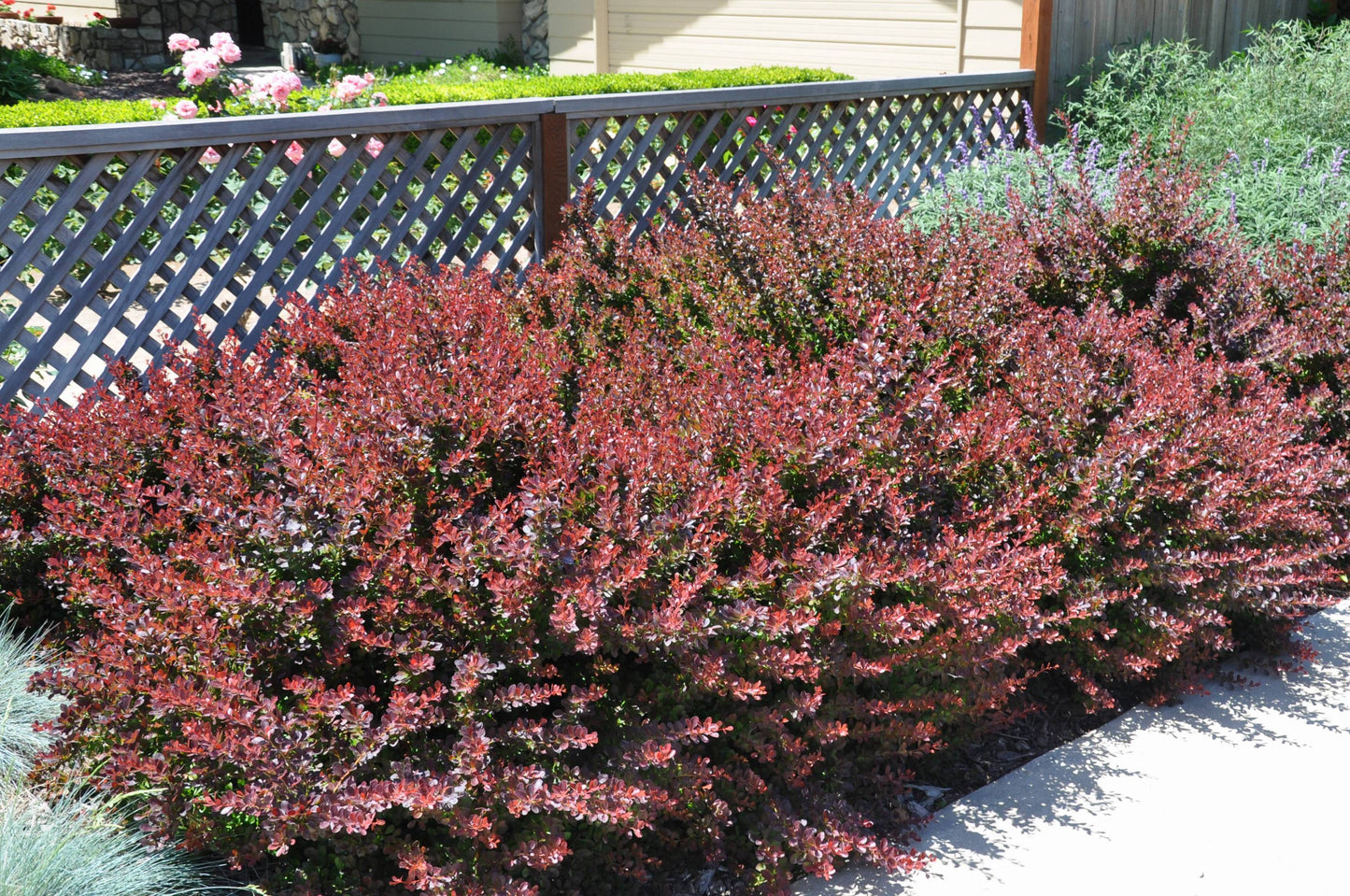 Raugerškis tunbergo (Berberis thunbergii) 'Atropurpurea Nana'