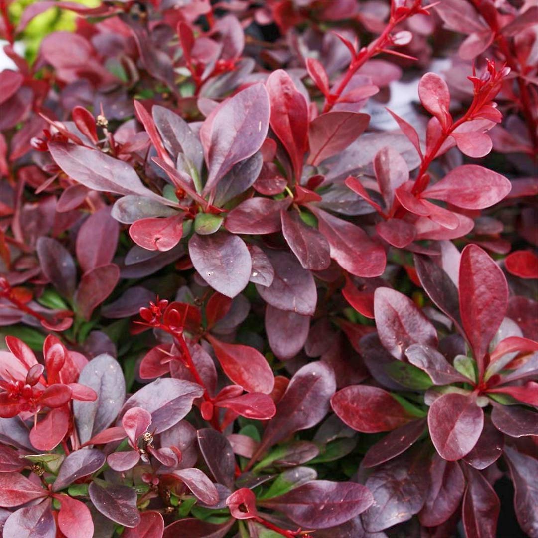 Raugerškis tunbergo (Berberis thunbergii) 'Atropurpurea Nana'