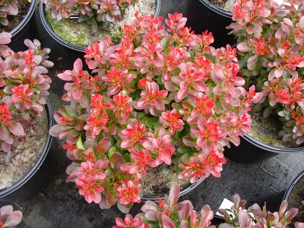 Raugerškis tunbergo (Berberis thunbergii) 'Bagatelle'